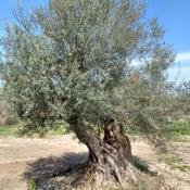 Eleonas Apartment 2, Lygia