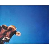 Sonniges Platzl Zur ehrlichen Kuh